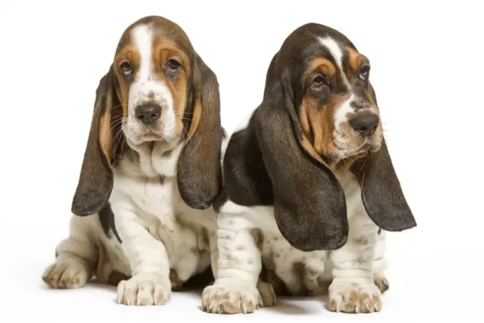 Framed Print : Dog - Basset Hound - two in studio Framed Print : Dog - Basset Hound - two in studio