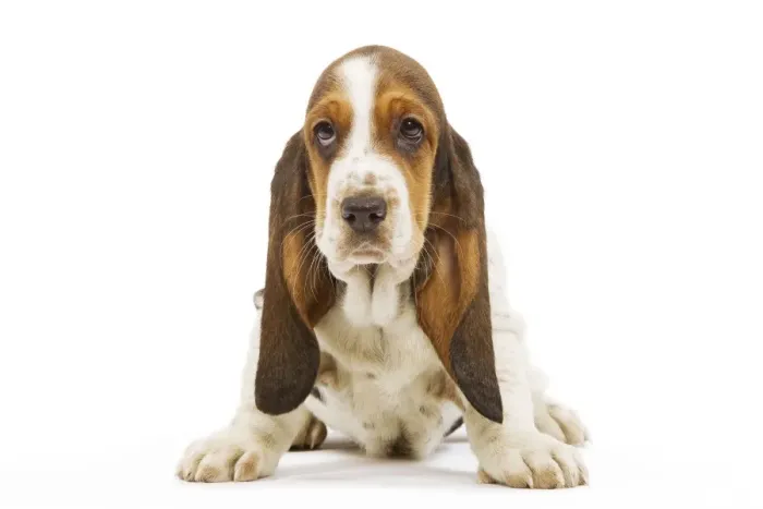 Framed Print : Dog - Basset Hound in studio Framed Print : Dog - Basset Hound in studio