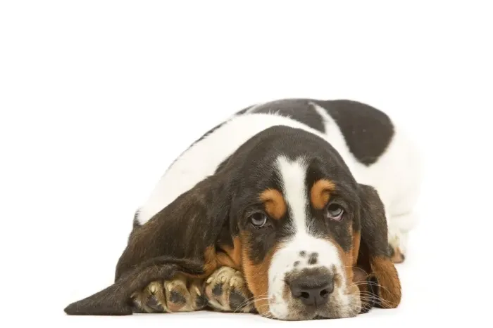 Framed Print : Dog - Basset Hound in studio Framed Print : Dog - Basset Hound in studio