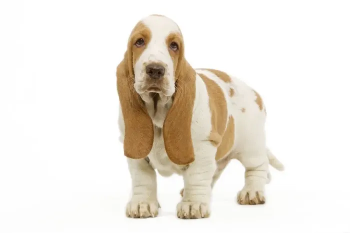 Framed Print : Dog - Basset Hound in studio Framed Print : Dog - Basset Hound in studio