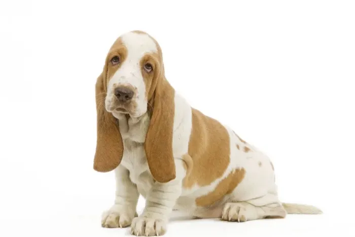 Framed Print : Dog - Basset Hound in studio Framed Print : Dog - Basset Hound in studio
