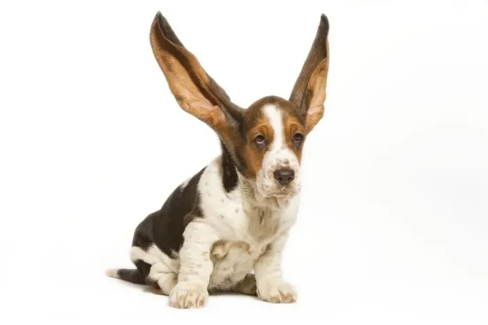 Framed Print : Dog - Basset Hound in studio with ears up Framed Print : Dog - Basset Hound in studio with ears up