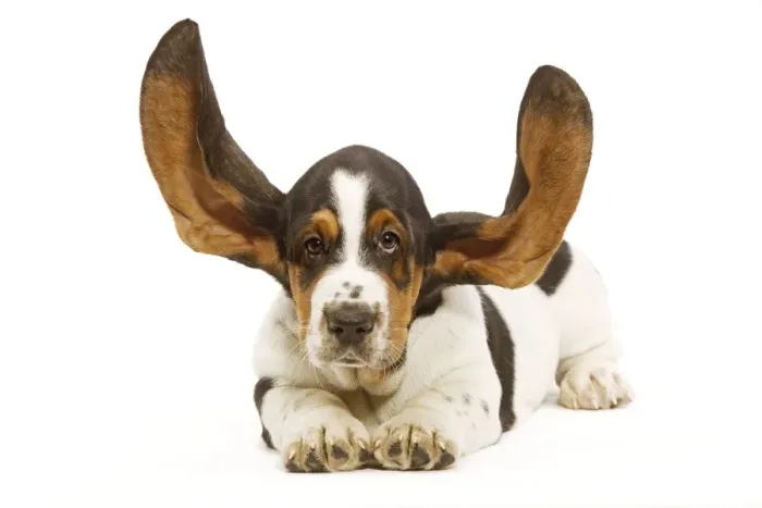 Framed Print : Dog - Basset Hound in studio with ears up Framed Print : Dog - Basset Hound in studio with ears up