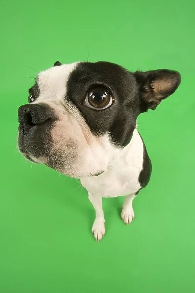 Dog - Basset Hound in studio with green background