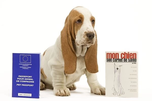 Dog - Basset Hound - in studio with pet passport and vaccination record