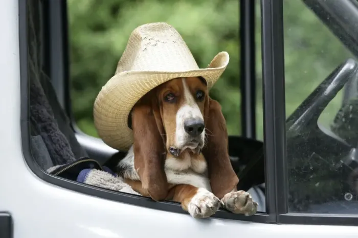 Framed Print : Dog - Basset Hound wearing hat in van Framed Print : Dog - Basset Hound wearing hat in van