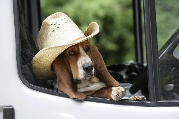 Dog - Basset Hound wearing hat in van