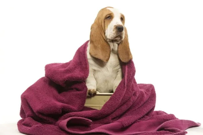 Framed Print : Dog - Basset Hound wrapped in pink towel Framed Print : Dog - Basset Hound wrapped in pink towel