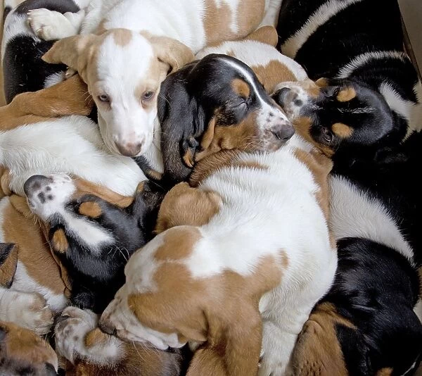 Dog - Basset Hounds - group of puppies sleeping