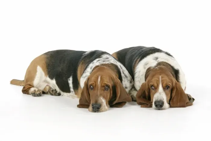 Framed Print : DOG. Basset hounds lying down together Framed Print : DOG. Basset hounds lying down together