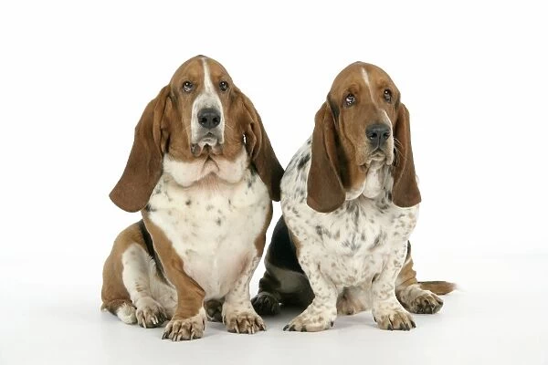 DOG. Basset hounds sitting down together