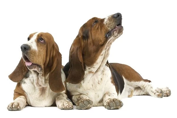 Dog - two Basset Hounds in studio
