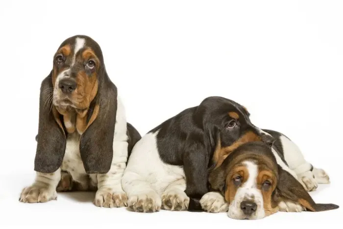 Framed Print : Dog - three Basset Hounds in studio Framed Print : Dog - three Basset Hounds in studio