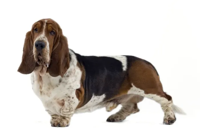 Framed Print : Dog - Bassett Hound Framed Print : Dog - Bassett Hound