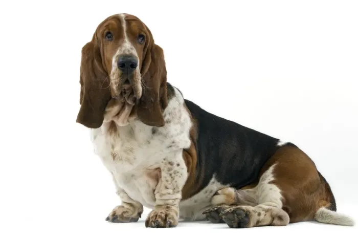 Framed Print : Dog - Bassett Hound Framed Print : Dog - Bassett Hound