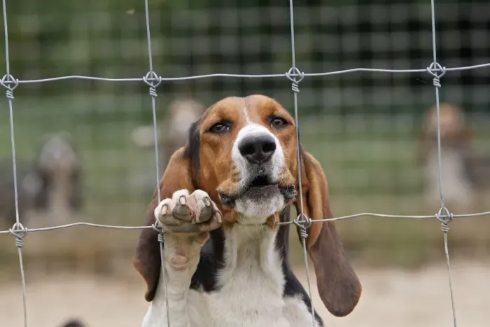 Framed Print : Dog - Bassett Hound - used for hunting Framed Print : Dog - Bassett Hound - used for hunting
