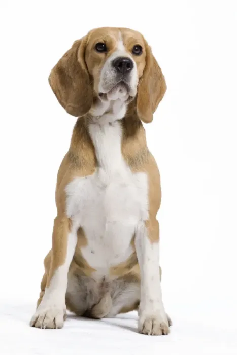 Framed Print : Dog - Beagle Framed Print : Dog - Beagle