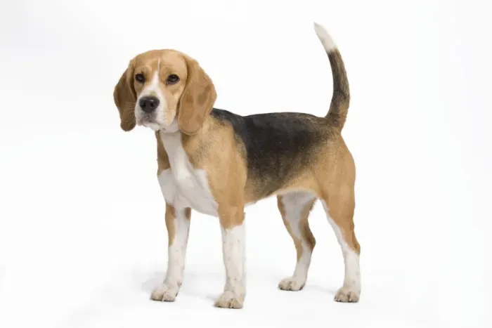 Framed Print : Dog - Beagle Framed Print : Dog - Beagle