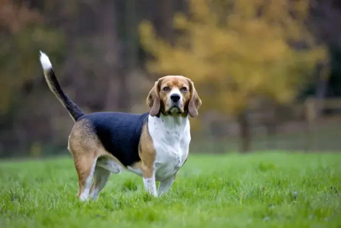 Framed Print : Dog - Beagle dog Framed Print : Dog - Beagle dog