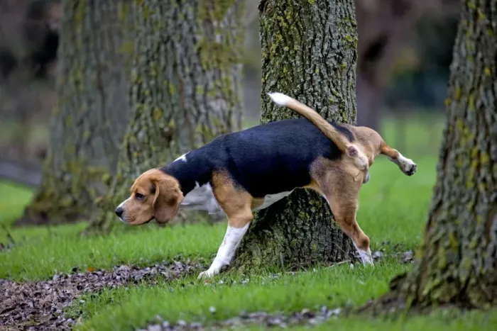 Framed Print : Dog - Beagle dog - urinating Framed Print : Dog - Beagle dog - urinating