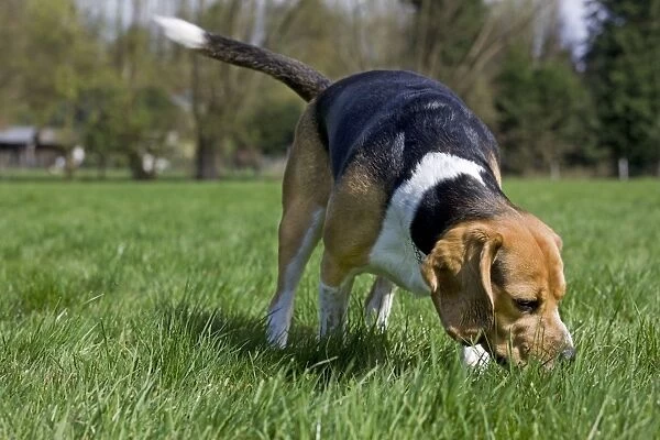 Dog - Beagle in garden