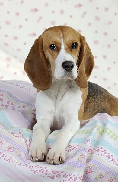 Dog - Beagle - lying down