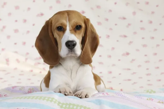 Framed Print : Dog - Beagle - lying down Framed Print : Dog - Beagle - lying down