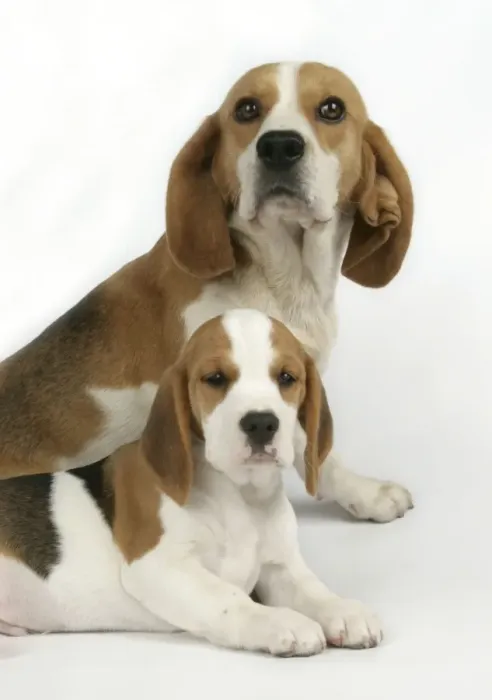 Framed Print : Dog - Beagle Mother and Puppy lying down Framed Print : Dog - Beagle Mother and Puppy lying down
