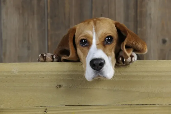 Framed Print : Dog - Beagle - peaking over gate Framed Print : Dog - Beagle - peaking over gate