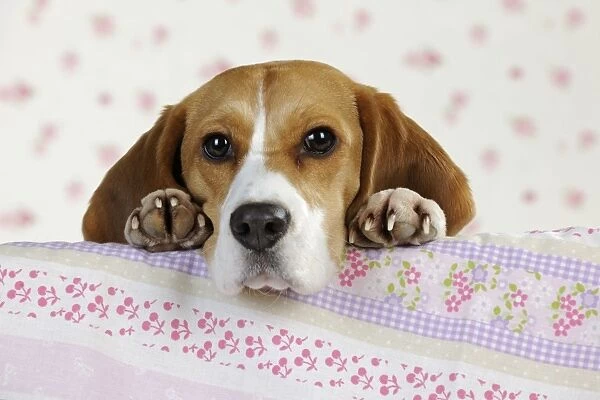 Dog - Beagle - peaking over sofa