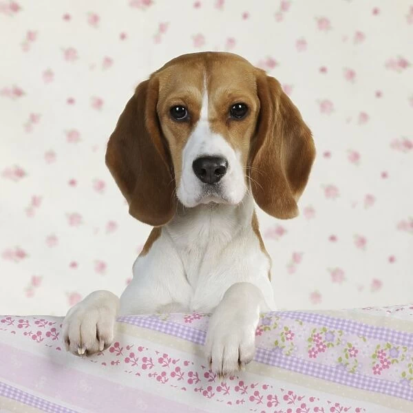 Dog - Beagle - peaking over sofa