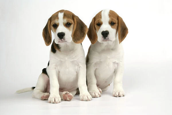 Dog - Beagle Puppies sitting down