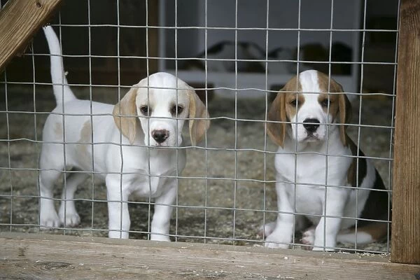 Dog - Beagle Puppies behind wire fence