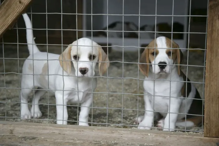Framed Print : Dog - Beagle Puppies behind wire fence Framed Print : Dog - Beagle Puppies behind wire fence