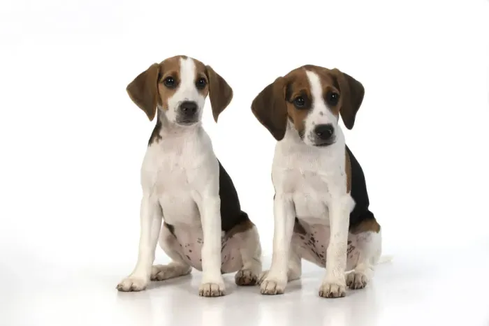 Framed Print : DOG. Beagle puppies x2 ( 16 weeks old ), portrait, studio, white background Framed Print : DOG. Beagle puppies x2 ( 16 weeks old ), portrait, studio, white background