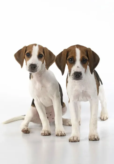 Framed Print : DOG. Beagle puppies x2 ( 16 weeks old ), portrait, studio, white background Framed Print : DOG. Beagle puppies x2 ( 16 weeks old ), portrait, studio, white background