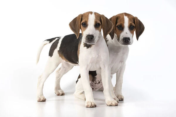 DOG. Beagle puppies x2 ( 16 weeks old ), portrait, studio, white background
