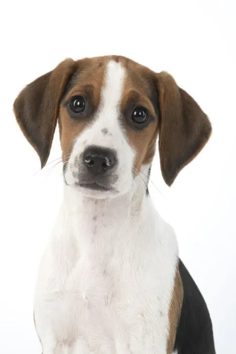 Framed Print : DOG. Beagle puppy ( 16 weeks old ), portrait, studio, white background Framed Print : DOG. Beagle puppy ( 16 weeks old ), portrait, studio, white background