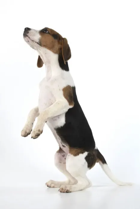 Framed Print : DOG. Beagle puppy ( 16 weeks old ), portrait, sitting with paws up, studio, white background Framed Print : DOG. Beagle puppy ( 16 weeks old ), portrait, sitting with paws up, studio, white background