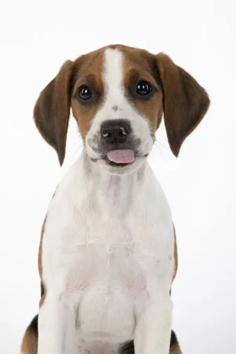 Framed Print : DOG. Beagle puppy ( 16 weeks old ), portrait, tongue out studio, white background