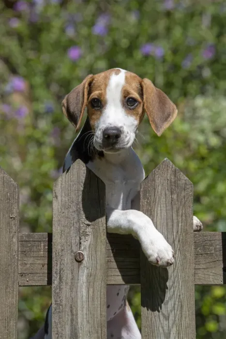 Framed Print : DOG. Beagle puppy ( 16 weeks old ), portrait, looking over a gate paws over, garden