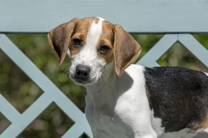Framed Print : DOG. Beagle puppy ( 16 weeks old ), portrait, sitting on a garden bench, summer