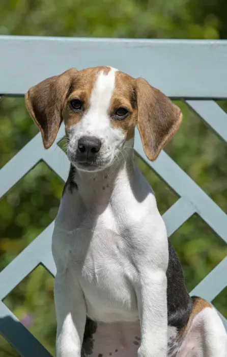 Framed Print : DOG. Beagle puppy ( 16 weeks old ), portrait, sitting on a garden bench, summer Framed Print : DOG. Beagle puppy ( 16 weeks old ), portrait, sitting on a garden bench, summer
