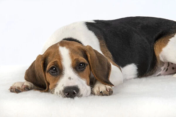 DOG. Beagle puppy ( 16 weeks old ), sleepy laying down, , studio, white background