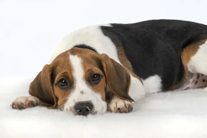 Framed Print : DOG. Beagle puppy ( 16 weeks old ), sleepy laying down, , studio, white background Framed Print : DOG. Beagle puppy ( 16 weeks old ), sleepy laying down, , studio, white background