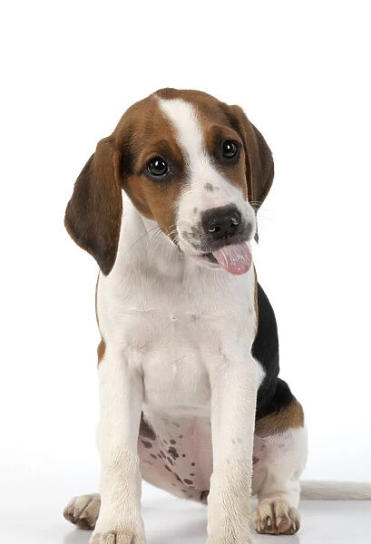 DOG. Beagle puppy ( 16 weeks old ), portrait, tongue out studio, white background