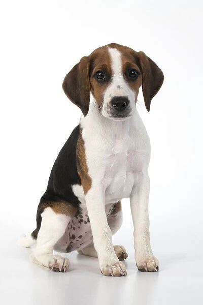 DOG. Beagle puppy ( 16 weeks old ), portrait, sitting studio, white background