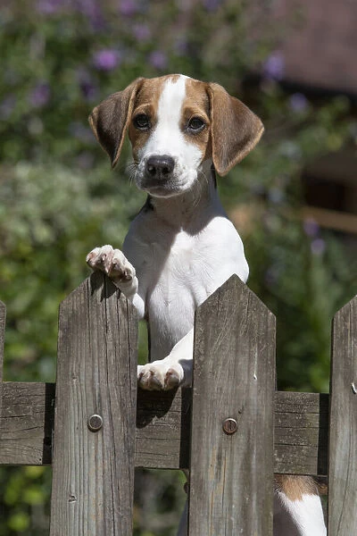 DOG. Beagle puppy ( 16 weeks old ), portrait, looking over a gate paws over, garden