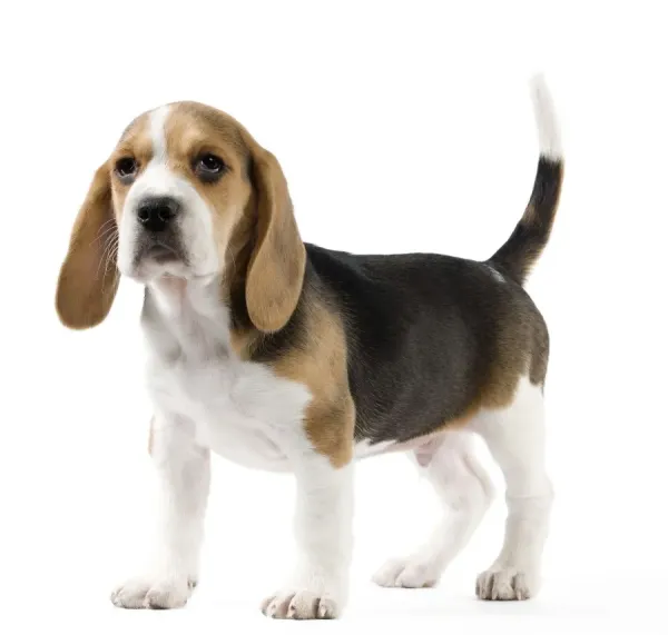 Beagle Puppy Print - LA-10752. Art Prints, Posters & Puzzles from