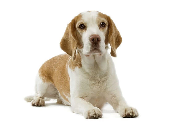 Dog - Beagle puppy lying down